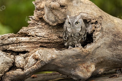 Preview: Eastern screech owl on an old tree under the sunlight with a blurry background