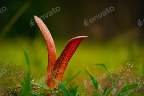 Preview: Flower in the nature, nature background