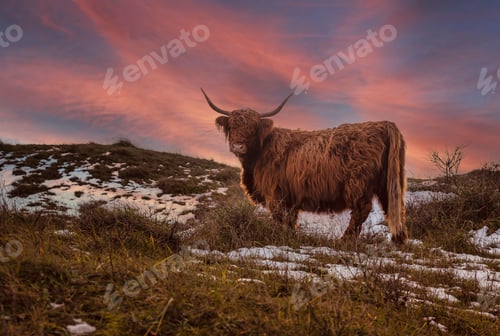 Preview: brown galloway cow in sunset in the dutch dunes