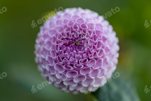 Preview: Dahlia pink flowers in garden