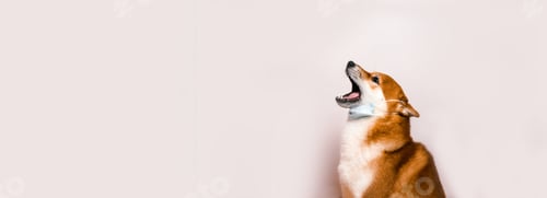 Preview: Cute shiba inu dog in a protective mask with an opened mouth barking