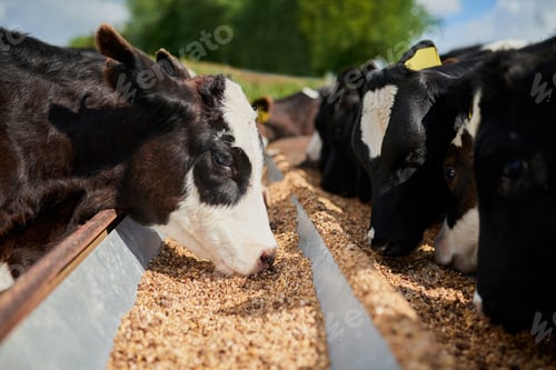 Preview: Shot of a herd of hungry dairy cows eating feed together outside on a farm
