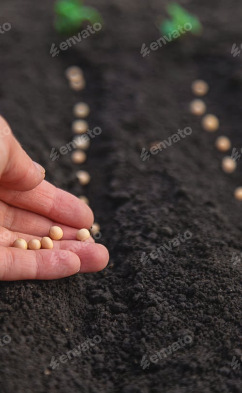 Preview: Sow seeds in the garden for rose gardens. selective focus.