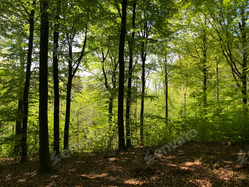 Vorschau: Grüne Frühlingsbäume im Wald