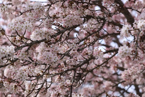 Frühlingsblüten