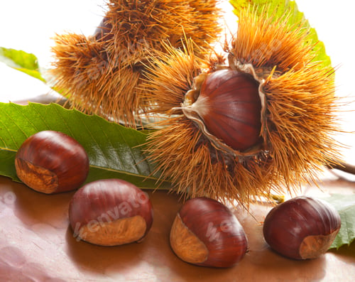 Preview: Chestnuts