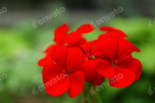 Preview: Beautiful red geranium flowers in spring garden. Space for text