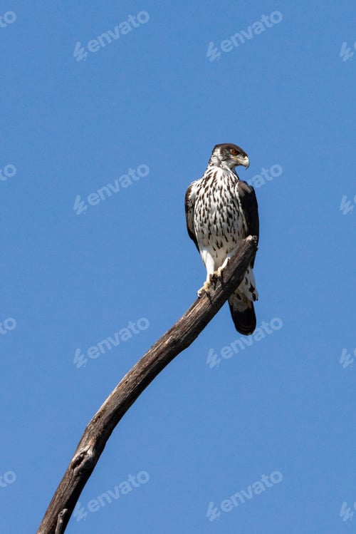 Preview: African Hawk Eagle - Botswana