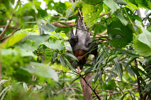 Preview: Fruit bat hanging from a tree branch