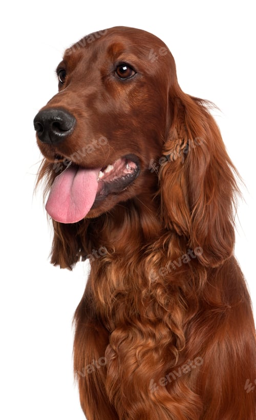Preview: Close-up of Irish Setter, 1 year old, in front of white background