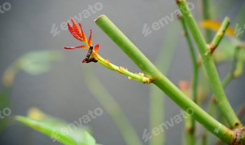 Preview: Brown white-spotted caterpillar crawls up to the young rose leaves. destroying rose plant