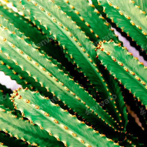 Preview: cactus background. Cacti lover. minimal