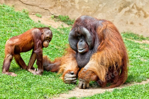 Preview: Orangutan of Borneo, Pongo Pygmaeus