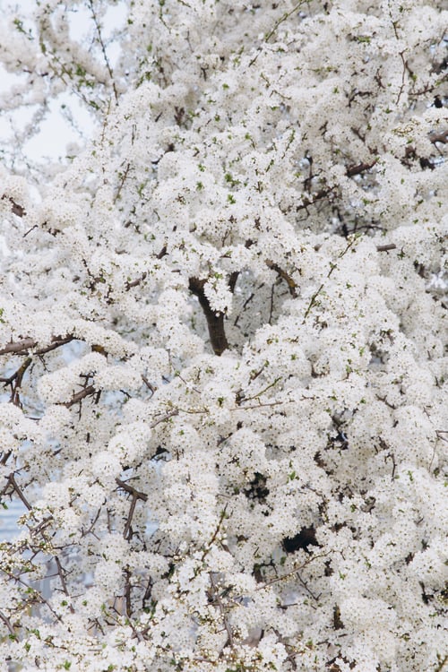 Preview: Spring seasonal background with white flowers, natural easter floral image with copy space