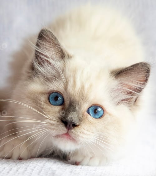 Preview: Ragdoll kitten photo shoot indoors. 11 week old ragdoll kitten.