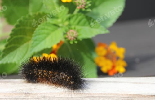 Preview: Salt Marsh Caterpillar on Wooden Fence With Yellow Flowers