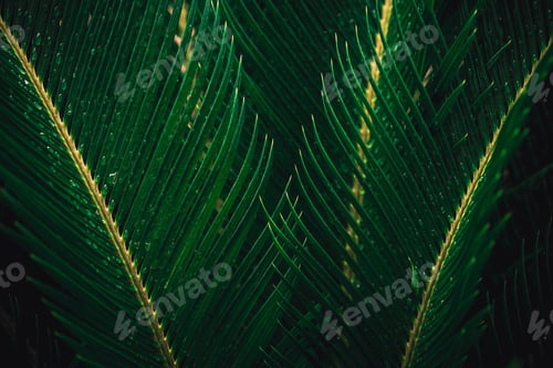 Preview: Tropical palm leaves
