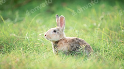 Preview: Little rabbit on green grass with background of natural in summer day at during the sunset.