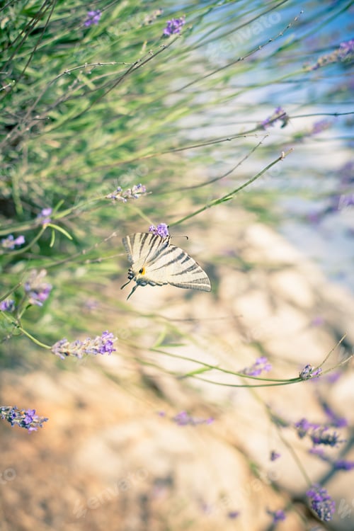 Preview: Butterfly at Lavender Bush