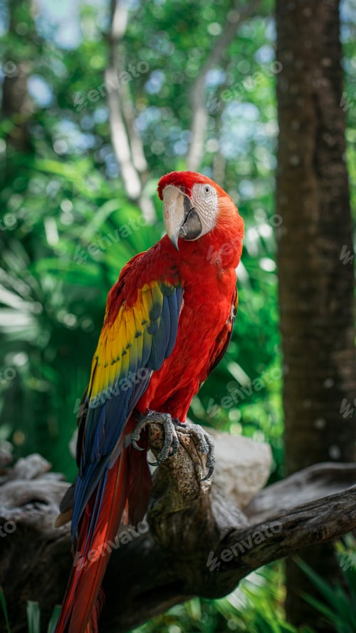 Preview: Guacamaya Roja
