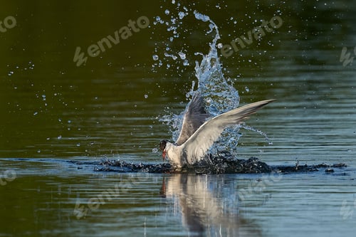 Preview: Common tern (Sterna hirundo)