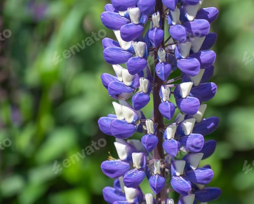 Preview: Closeup of purple lupin flower in bloom