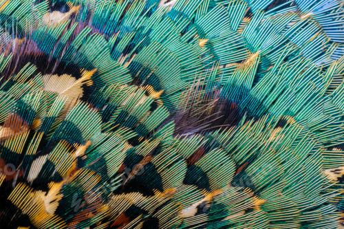 Preview: colored pheasant feathers with a visible texture. background