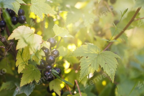 Preview: ripe blackcurrant on a branch in the garden.