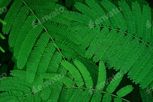 Preview: Green leaves pattern, natural texture background