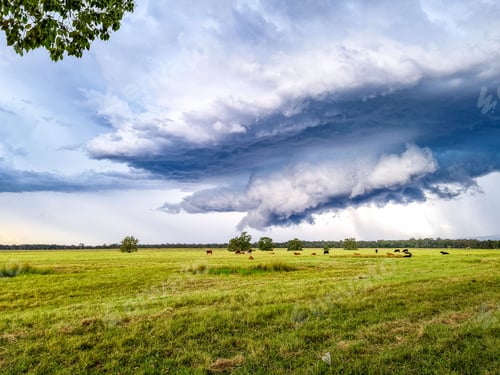 Preview: Scenic view of cattle grazing on an open green field under a dramatic cloudy sky
