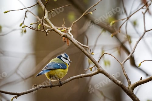 Preview: Blue tit on a branch