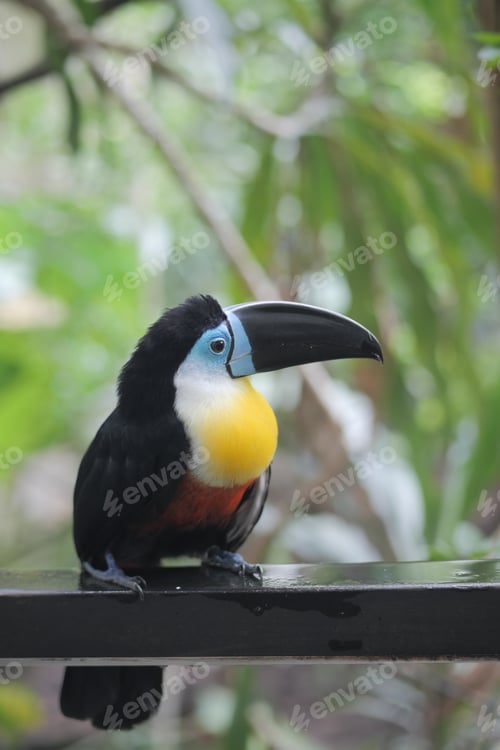 Preview: toucan bird in natural setting in singapore
