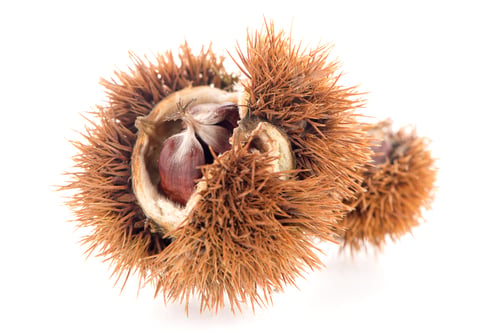 Preview: Chestnuts with shell