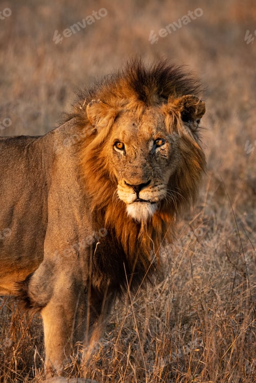 Preview: A portrait of a male lion, Panthera leo, looking out of frame into the sun
