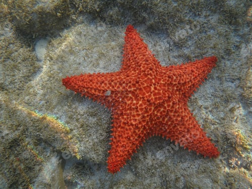 Preview: Amazing closeup shot of red starfish under the water
