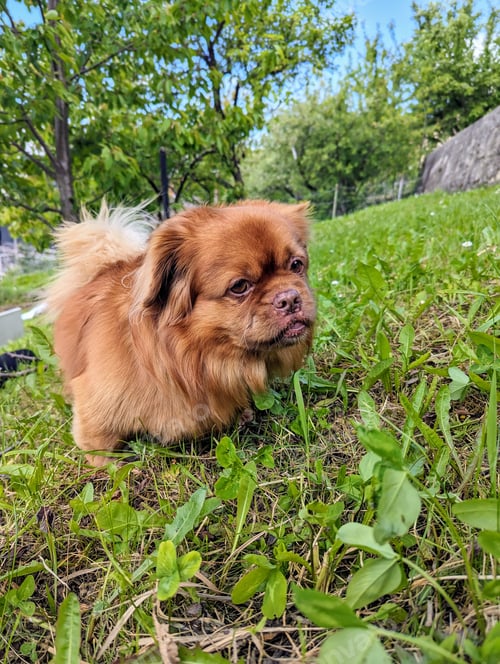Preview: Cute little brown dog portrait playing in the green gras at park