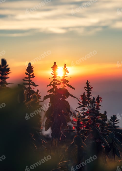 Preview: Colorful blooming couple flower with sunrise