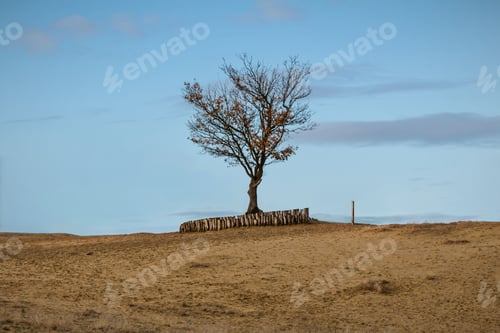 Preview: Single Tree In A Sandy Landscape
