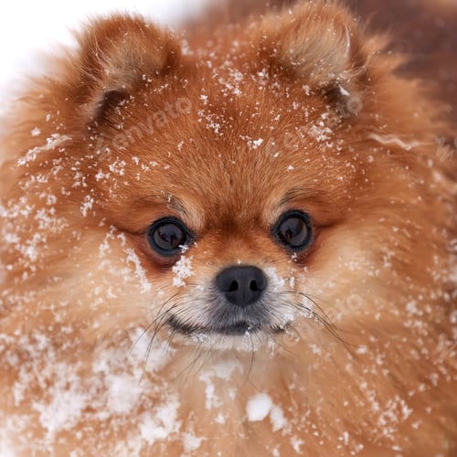 Preview: Pomeranian spitz in winter day
