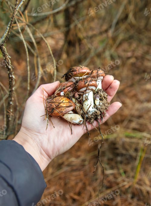 Preview: Mushroom picking in the forest. Selective focus.