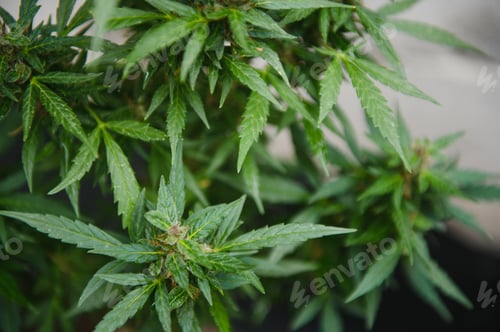 Preview: Background Canopy of Budding Indoor Marijuana Plants.