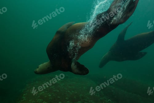 Preview: A herd of young sea lions swimming underwater in Pacific Ocean