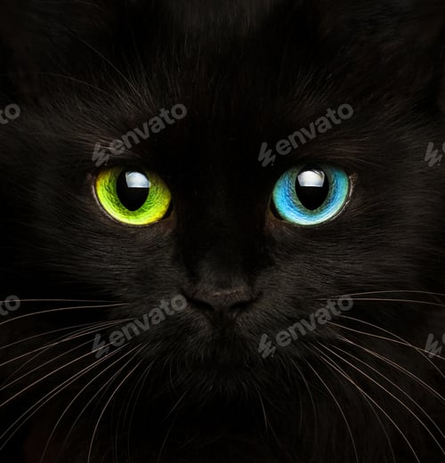 Preview: Black cat with eyes of different colors closeup