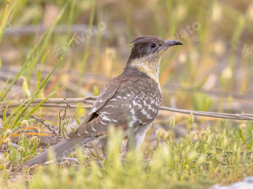 Preview: Great Spotted Cuckoo on migration