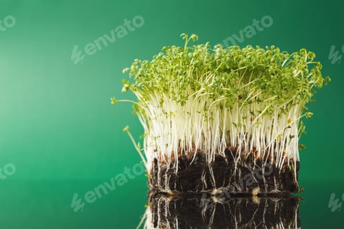 Preview: Organic growing micro greens