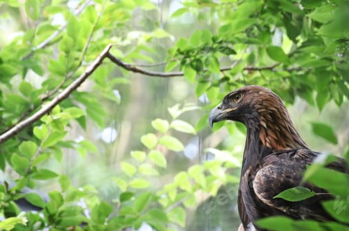 Preview: White tailed eagle