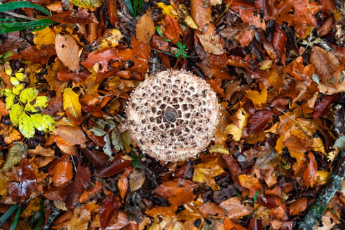 Preview: Shaggy Parasol mushroom in a forest. Chlorophyllum rhacodes