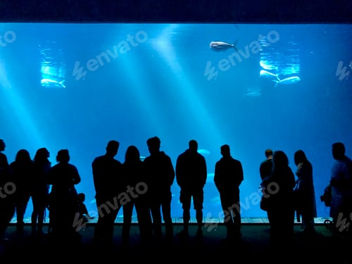 Preview: Silhouettes of people looking in large aquarium with sunlight shining through water