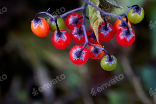 Preview: Red, Green and Orange Berries