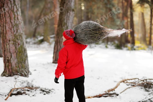 Preview: man carrying freshly cut down christmas tree in forest. Young lumberjack bears fir tree on his